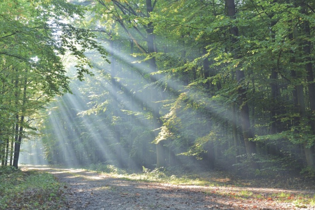 Path walking through a forest with the sun rays shining through the trees